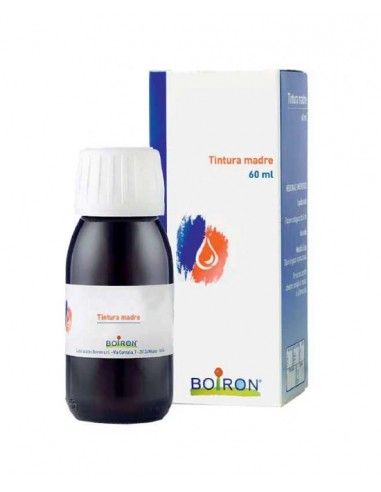 Thuya Occidentalis Tintura Madre 60 Ml