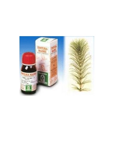 Equiseto 12 50ml Tm