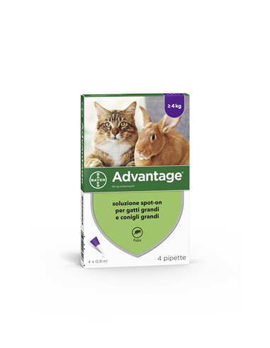 Advantage*spot-on Soluz 4 Pipette 0,8 Ml 80 Mg Gatti E Conigli Grandi