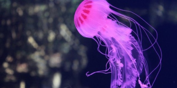 Mi ha punto una medusa: cosa faccio?