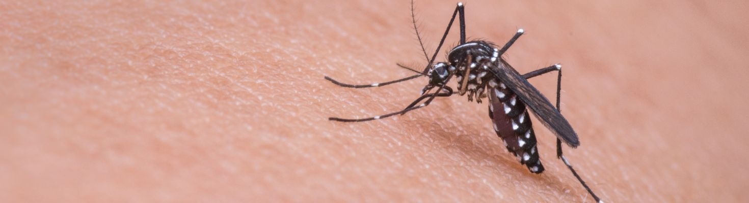 Guida ai repellenti per insetti: quale scegliere?