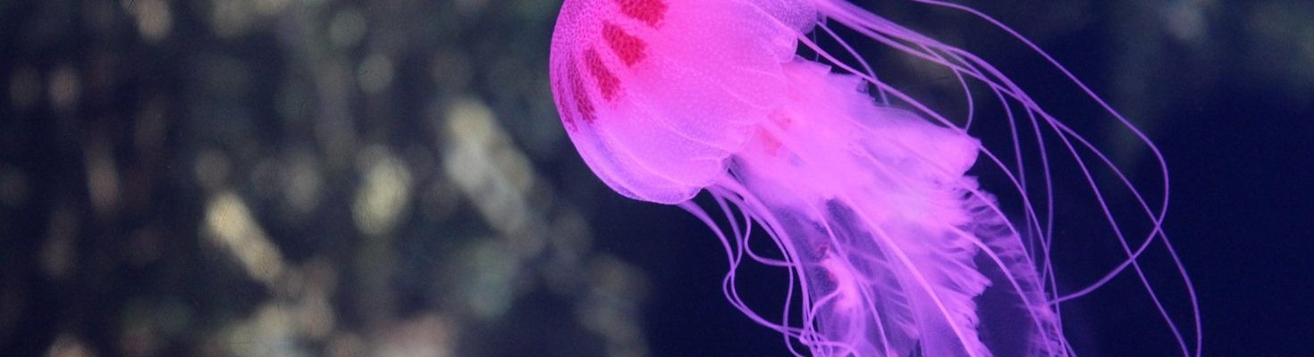 Mi ha punto una medusa: cosa faccio?